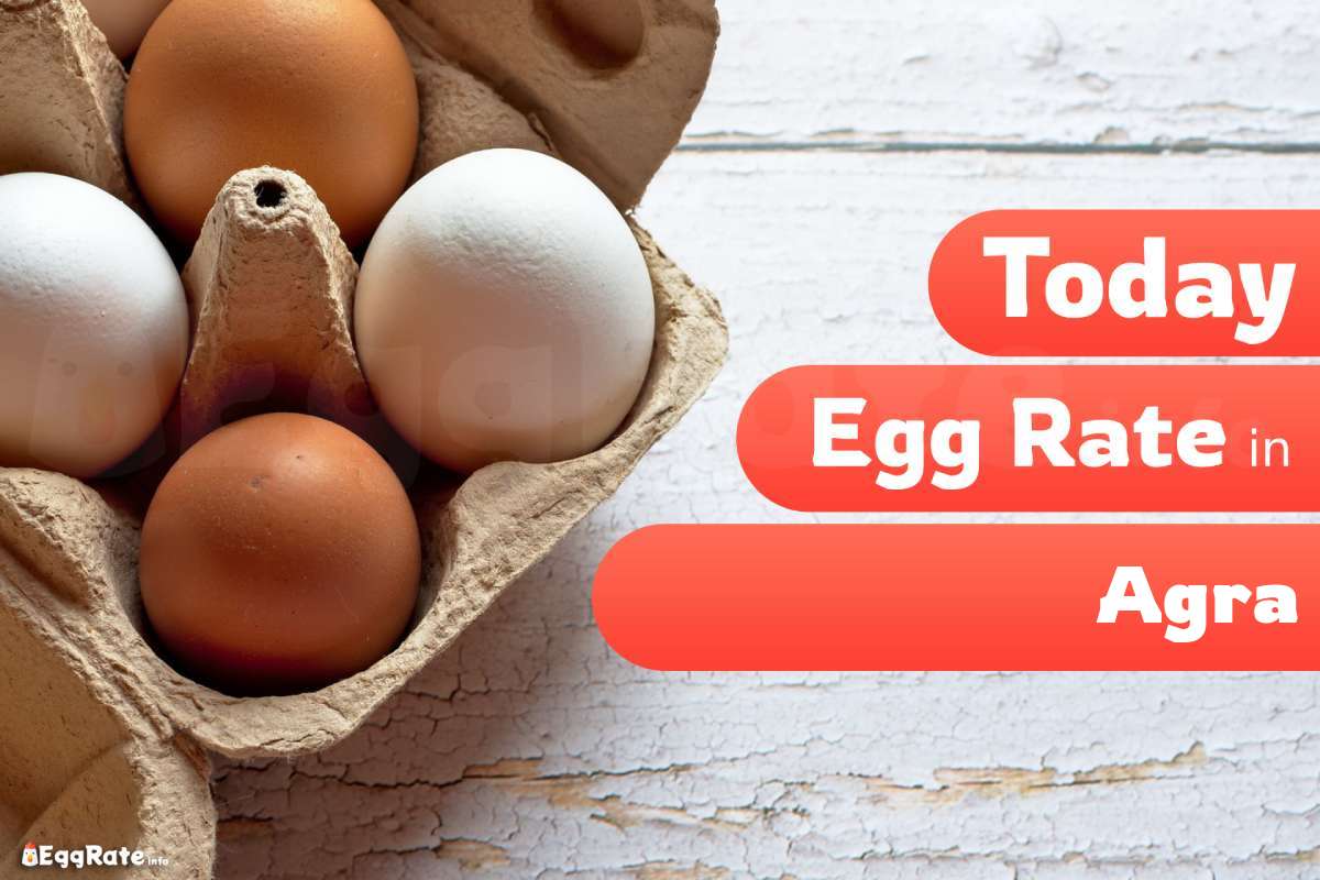 Today Egg Rate in Agra