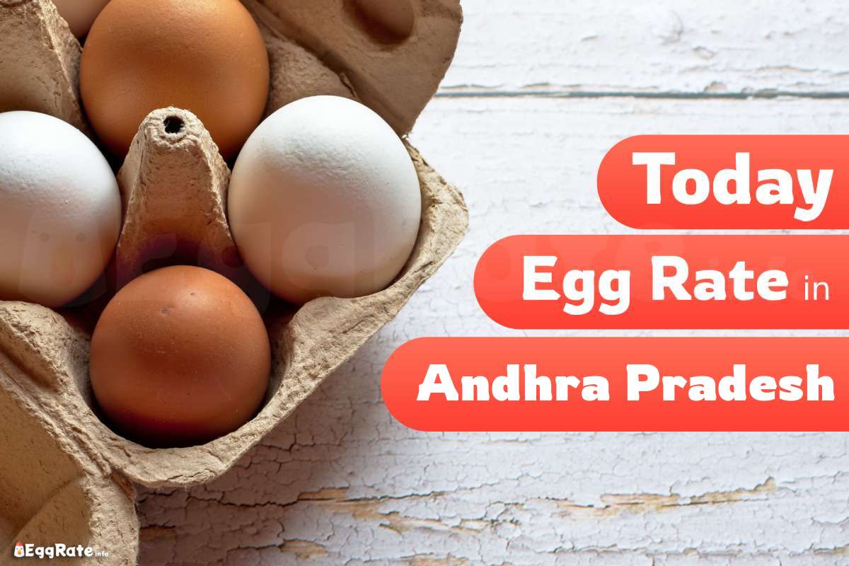 Today Egg Rate in Andhra Pradesh