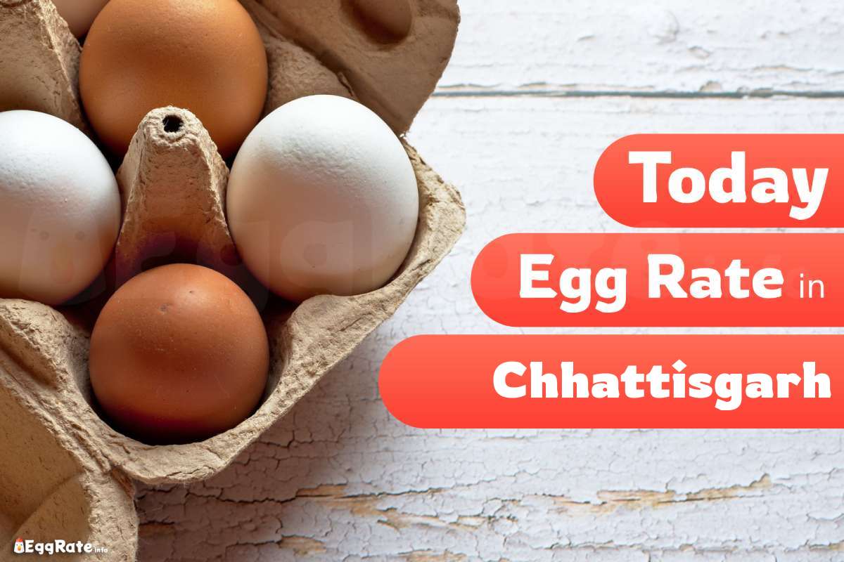 Today Egg Rate in Chhattisgarh