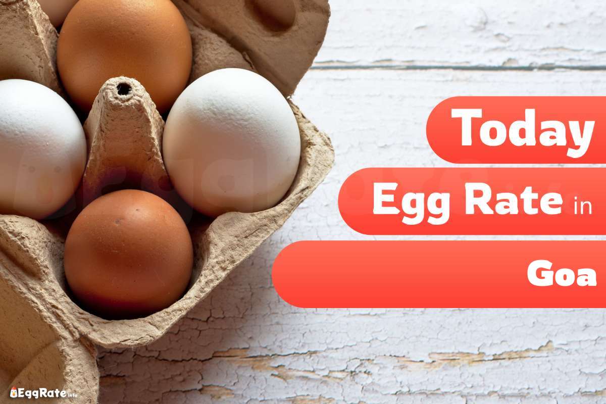 Today Egg Rate in Goa