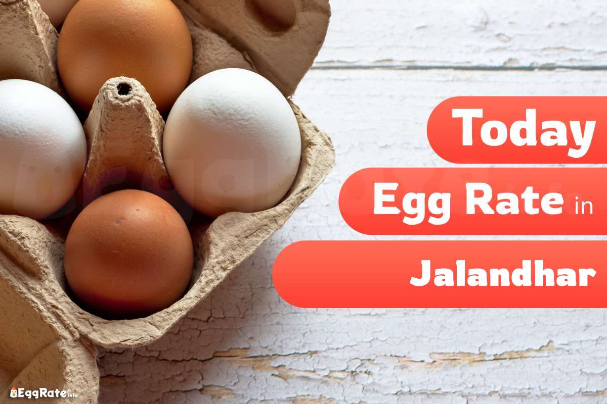 Today Egg Rate in Jalandhar