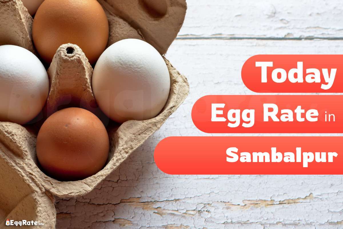 Today Egg Rate in Sambalpur