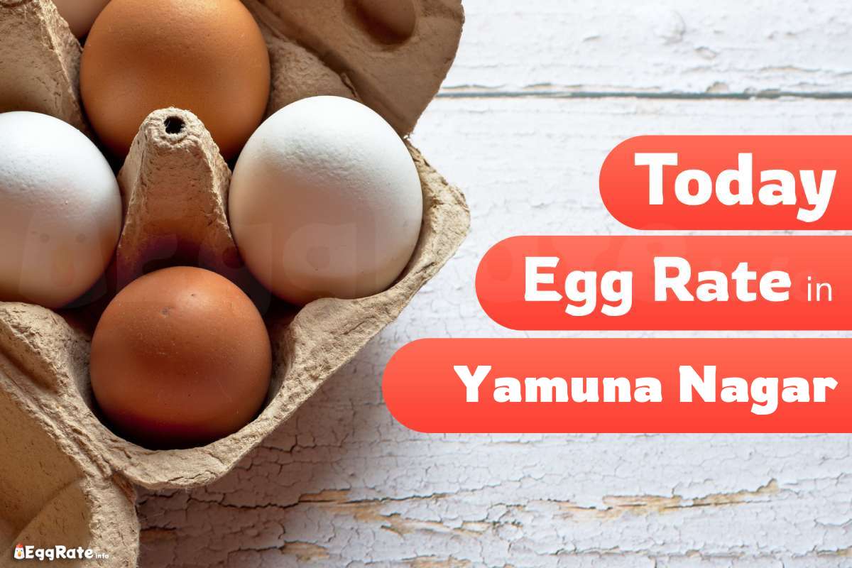 Today Egg Rate in Yamuna Nagar