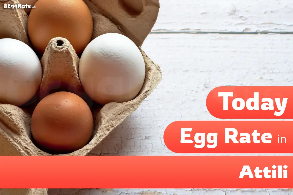 Today egg rate in Attili
