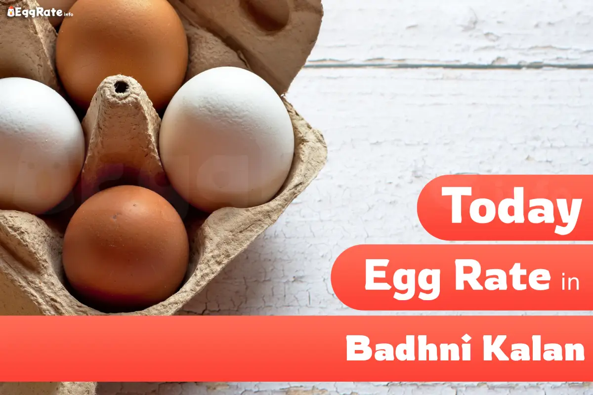 Today egg rate in Badhni Kalan