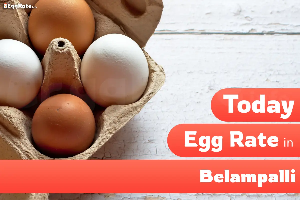 Today egg rate in Belampalli