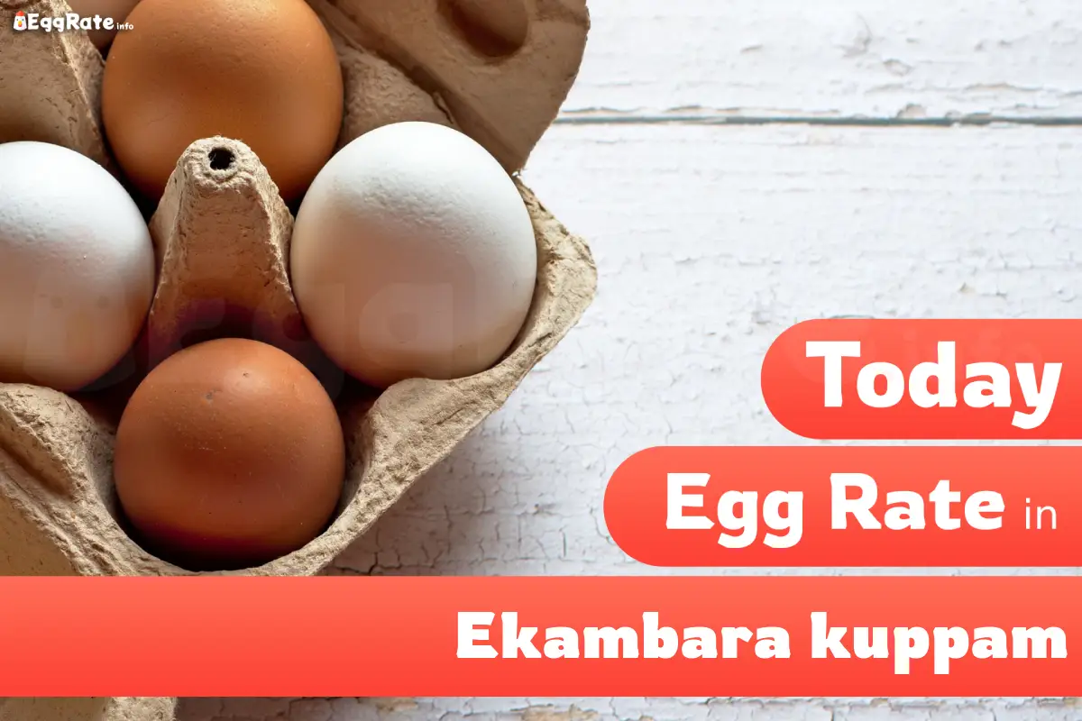 Today egg rate in Ekambara kuppam