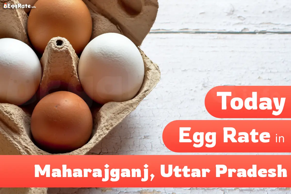 Today egg rate in Maharajganj-Uttar Pradesh