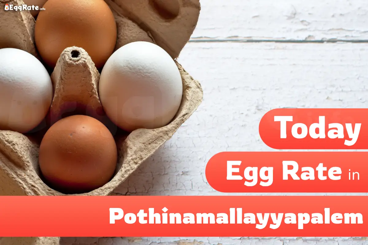 Today egg rate in Pothinamallayyapalem