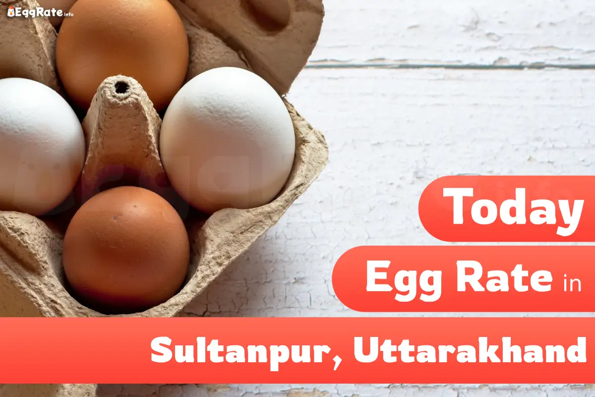 Today egg rate in Sultanpur-Uttarakhand